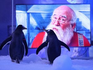 Supporting image for story: Penguins watch Christmas films to prepare for visitors returning after lockdown