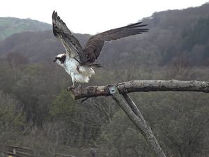 Supporting image for story: Monty returns to mid Wales after epic African adventure