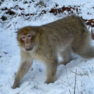 Barbary macaques enjoying the snow at Trentham Monkey Forest