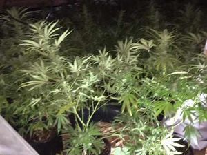 Supporting image for story: Neighbours catch drugs farmer as he flees Black Country cannabis farm