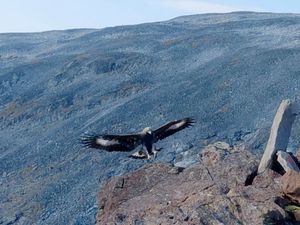 Supporting image for story: Golden eagle which attacked toddler in Norway ‘likely had behavioural disorder’