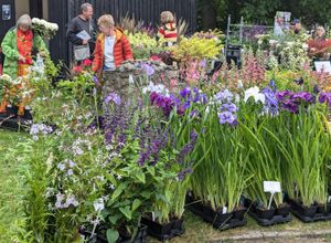 Summer Plant Hunters' Fair at Whittington Castle 