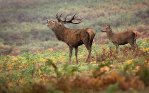 Bellowing Stag by Jas Pardesi