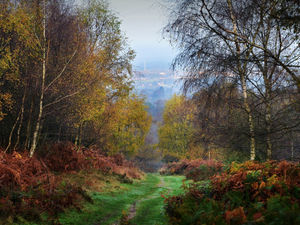 Supporting image for story: Hundreds respond to Cannock Chase cow plans