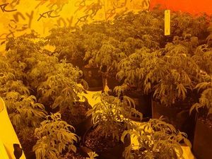 Supporting image for story: Cannabis farm found in Brierley Hill