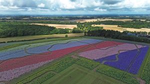 The spectacular Shropshire Petal Fields from the air.