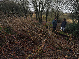 Supporting image for story: Wood burners blamed as 50 trees cut down in Halesowen