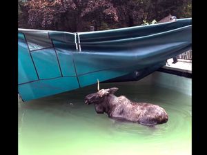 Supporting image for story: Moose rescued from swimming pool in New Hampshire