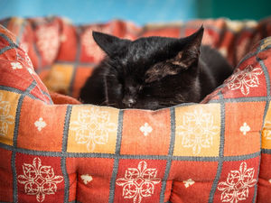 Supporting image for story: Advice around water, electricity and pet care issued to residents across West Midlands ahead of Storm Goretti