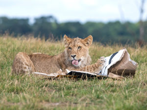 Supporting image for story: Lion cubs at West Midland Safari Park celebrate first birthday