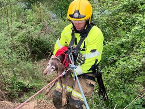 Supporting image for story: Firefighters rescue dog stranded on Shropshire embankment