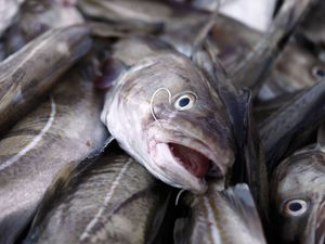 Supporting image for story: Warnings over collapsing fish stocks as experts advise ‘zero catch’ for cod