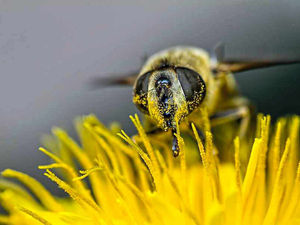 Supporting image for story: Star Witness: Spring is buzzing into life in Shropshire