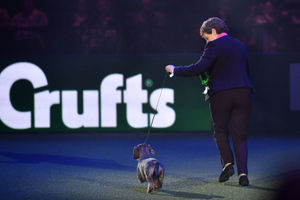 Maisie the Wire-haired Dachshund winner of Best in Show 2020 at the Birmingham National with her owner Kim McCalmont at the Exhibition Centre (NEC) during the Crufts Dog Show