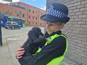 Supporting image for story: How Walsall police officer saved adorable spaniel puppy after tearful owner had to give her up