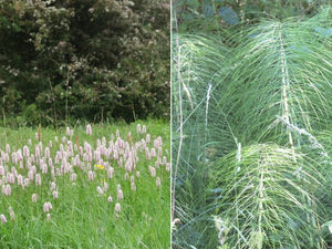 Supporting image for story: Plea to reverse ‘catastrophic decline of wildlife’ after latest Walsall green belt decision