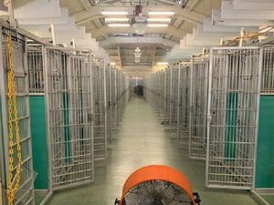 Supporting image for story: Watch: Animal shelter empties its cages after record number of adoptions