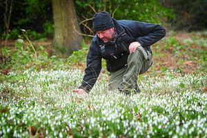 Head Gardener at Chirk Castle takes a look at the Snowdrops