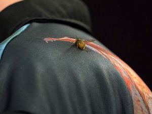 Supporting image for story: The Ally Pally Wasp makes its mark on another PDC World Championship