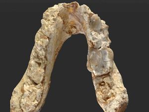 Supporting image for story: Humans might have come from Europe, not Africa, scientists claim