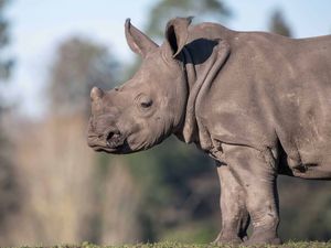 Supporting image for story: Woburn Safari Park welcomes two new rhinos and bids farewell to one
