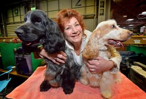 Angela Hackett from Bronwhills (Shire Oak), with Cocker Spaniels: Monty and Elly