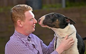 Horse-groomer Jack Mills from Dudley with English bull terrier, Murphy