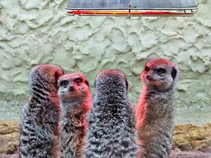 Supporting image for story: Heat lamps for Meerkat Mayhem at West Midlands Safari Park