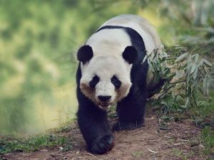 Supporting image for story: Livestock is damaging giant panda habitat in China on a massive scale