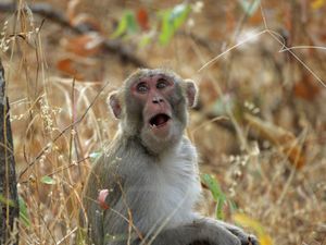 Supporting image for story: Facially expressive monkeys make better leaders, study suggests