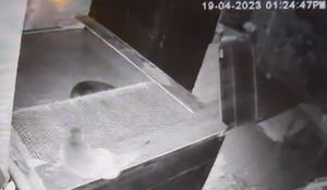 The otter in Andy Robottom's garden. Video still: Andy Rowbottom 