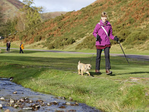 Supporting image for story: Warning to dog owners to keep pets on leads at county beauty spot