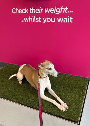 One of Harrison Family Vets’ clients enjoy the grass topped weighing scales.