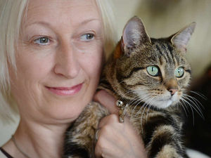 Supporting image for story: More cats being abandoned in Staffordshire rented accommodation rise