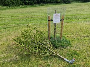 Supporting image for story: Trees targeted across Dudley borough in act of 'vandalism', chiefs say