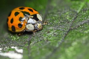 Carl Harrison's home-made equipment helped him to capture this precise image of a ladybird at Apley Pond, Telford