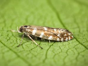 Supporting image for story: Nature lovers urged to join hunt for rare miniscule moth in Scottish mountains