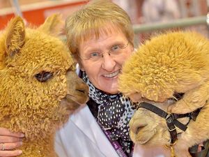 Supporting image for story: Adorable alpacas win over visitors at Telford show - with video and pictures