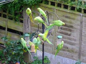 Supporting image for story: More parakeets spotted in the Black Country as winter draws in