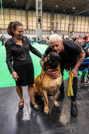Dustin Runnels said he was proud of the Mastiff Beast after it competed at Crufts. Photo: Royal Kennel Club/BeatMedia
