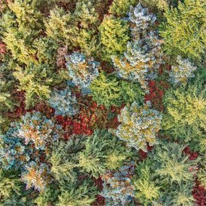 Treetops by Martin James