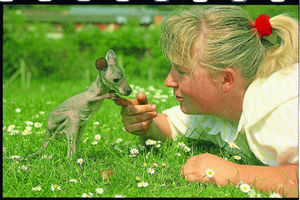 Angela and Wally, a wallaby joey at the park