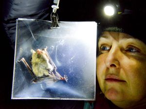Supporting image for story: Bats out of hell? No, they’re lovely
