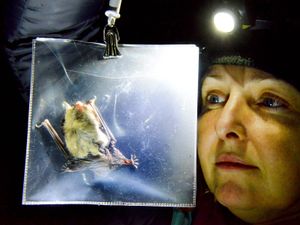 Supporting image for story: Bats out of hell? No, they’re lovely