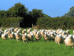 Supporting image for story: Industry counting cost of infections spread by dogs