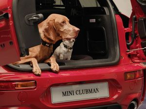 Supporting image for story: Top tips for travelling with a dog in the car
