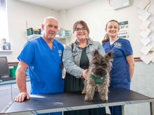 Supporting image for story: Watch the moment Rugeley puppy is saved after swallowing sock