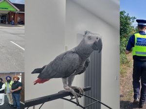 Supporting image for story: Police officers reunite Charlie the parrot with owner during busy day of neighbourhood policing in Walsall