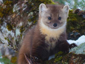 Supporting image for story: Project to re-introduce pine martens to Mid Wales countryside.