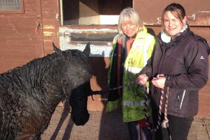 Supporting image for story: Pony rescued from Shropshire slurry pit on the road to recovery